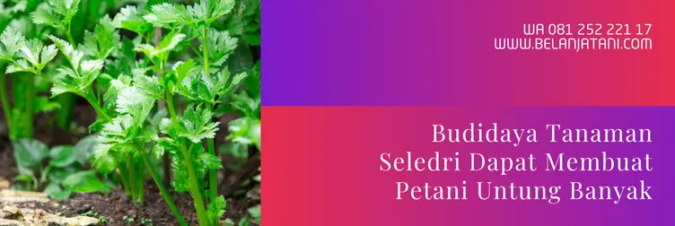 harga bibit seledri, benih seledri amigo, seledri amigo, umur panen seledri amigo, Belanja Tani