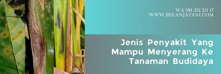 manfaat fungisida recor plus, harga recor plus 300 ec, harga fungisida recor plus 300 ec, fungisida recor plus 300 ec, Belanja Tani