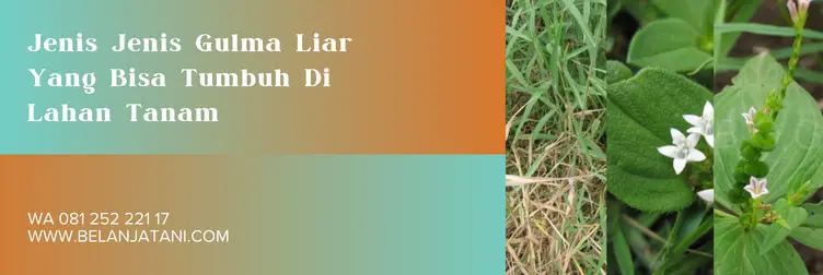 adengo herbisida, dosis adengo per tangki, harga adengo, herbisida bayer, Belanja Tani