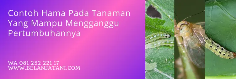 diazinon insektisida, harga diazinon, fungsi diazinon, bahan aktif diazinon, Belanja Tani