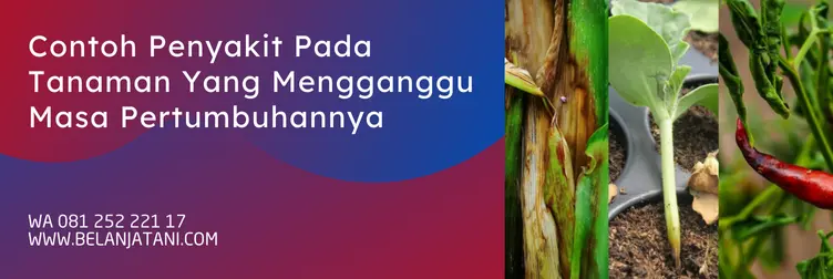 trico g, harga fungisida trico g, kandungan trico g, dosis trico g, Belanja Tani