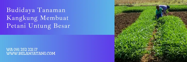 kangkung serimpi, harga bibit kangkung serimpi, bibit kangkung serimpi, benih kangkung serimpi panah merah, Belanja Tani