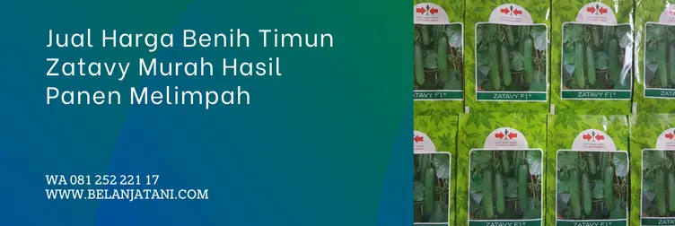 benih timun zatavy f1, harga bibit timun zatavy f1, bibit timun zatavy f1, harga bibit timun zatavy, Belanja Tani