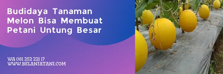 melon apollo, melon golden apollo, harga bibit melon, benih melon apollo, Belanja Tani