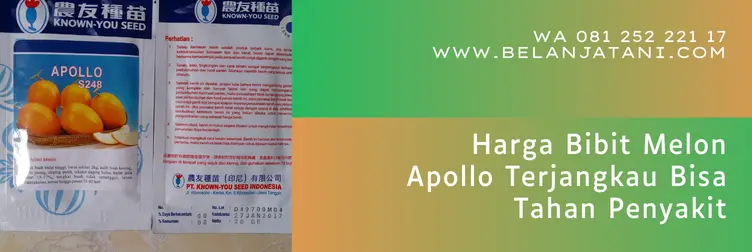 melon apollo, melon golden apollo, harga bibit melon, benih melon apollo, Belanja Tani