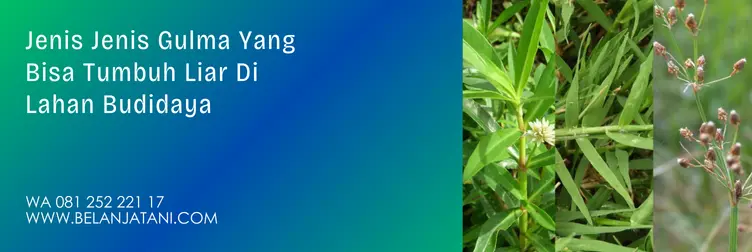 prowl herbisida, prowl, harga prowl, bahan aktif herbisida prowl, Belanja Tani