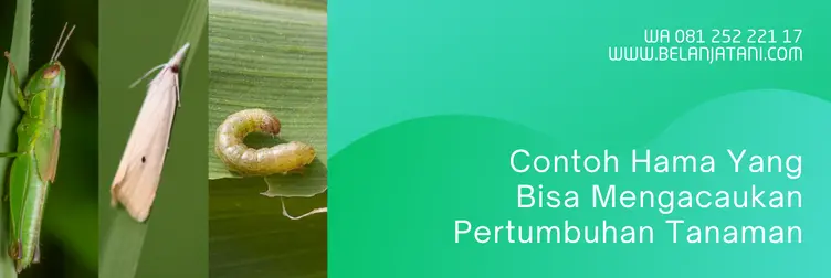 belt insektisida, belt expert, harga belt expert, dosis belt per tangki, Belanja Tani