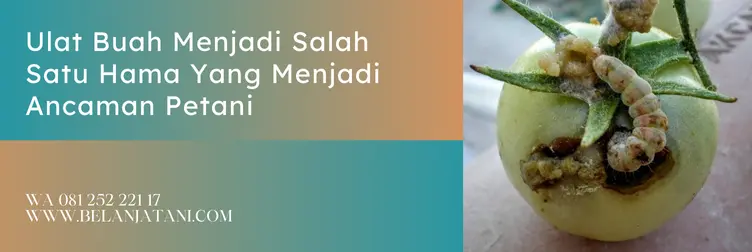 iguana insektisida, manfaat insektisida iguana, bahan aktif insektisida iguana, dosis insektisida iguana, Belanja Tani