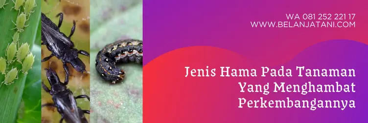 simodis insektisida, dosis insektisida simodis, bahan aktif insektisida simodis, harga insektisida simodis syngenta, Belanja Tani