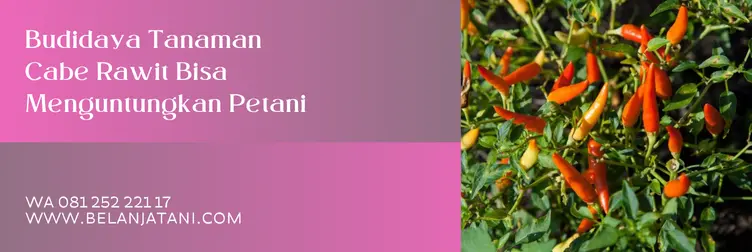 benih cabe dewata 76 f1, cabe dewata 76 f1, keunggulan dewata 76 f1, dewata 76 f1, Belanja Tani