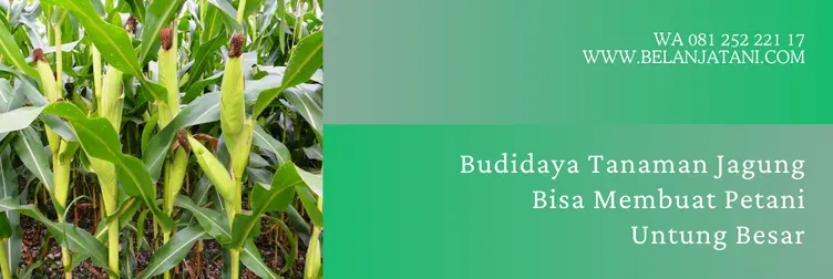 jagung bisi 18, benih jagung bisi 18, harga bibit jagung bisi 18, harga jagung bisi 18, Belanja Tani