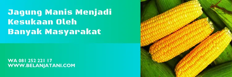 benih jagung secada, harga benih jagung secada, jagung manis secada, jagung secada, Belanja Tani