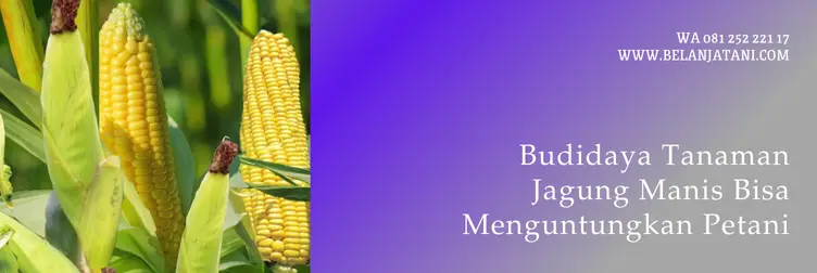 benih jagung secada, harga benih jagung secada, jagung manis secada, jagung secada, Belanja Tani