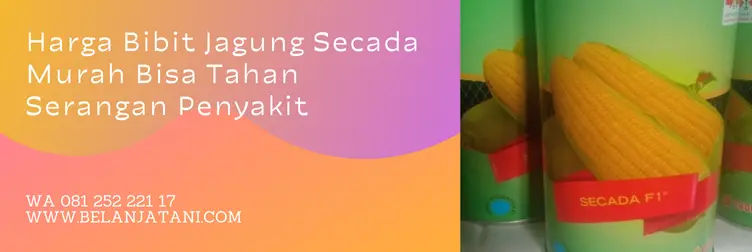 benih jagung secada, harga benih jagung secada, jagung manis secada, jagung secada, Belanja Tani