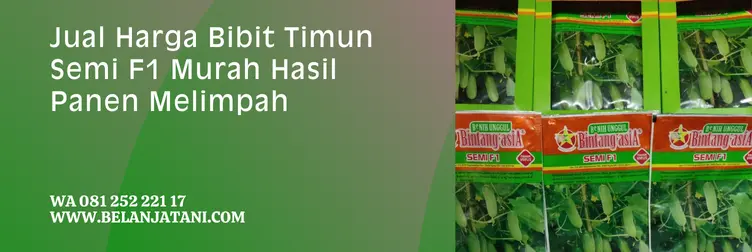 timun semi f1, harga bibit timun, benih timun semi f1, bibit timun terbaik, Belanja Tani