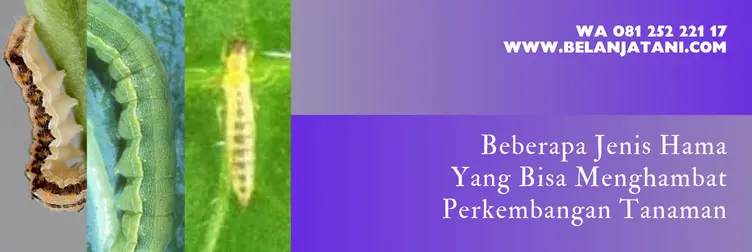 preza insektisida, harga insektisida preza, harga preza, preza 100 od, Belanja Tani