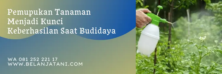 bambu ijo, harga bambu ijo, zpt bambu ijo, waktu aplikasi bambu ijo, Belanja Tani