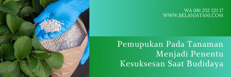 harga pupuk npk 16 16 16 cap tawon 50 kg, harga pupuk npk 16 16 16, harga npk 16 16 16, npk 16 16 16 cap tawon, Belanja Tani