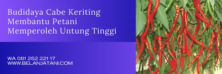 cabai tm 999, harga benih cabe tm 999, harga bibit cabe tm 999, bibit cabe tm 999, Belanja Tani
