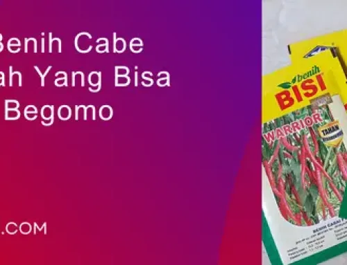 Jual Harga Benih Cabe Warrior Murah Yang Bisa Tahan Virus Begomo