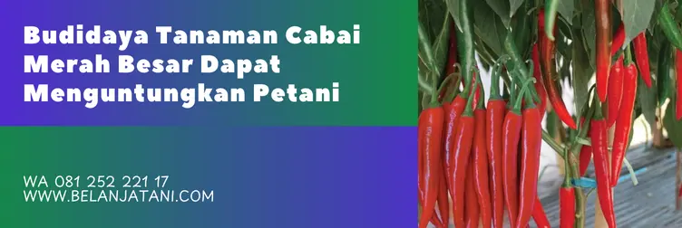 bibit cabe besar, bibit cabe warrior, harga bibit cabe warrior, bibit cabe merah besar, Belanja Tani