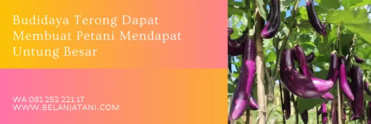 terong yuvita f1, harga benih terong yuvita, bibit terong yuvita, harga bibit terong yuvita f1, Belanja Tani