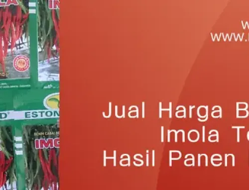 Jual Harga Bibit Cabe Imola Terjangkau Dan Menghasilkan Panen Tinggi