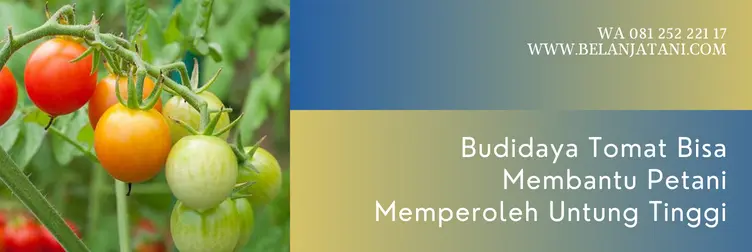 benih tomat fortuna 25, tomat fortuna 25, harga benih tomat fortuna 25, benih tomat terbaik, Belanja Tani