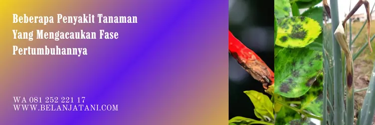 polycom, polycom 70 wg, harga fungisida polycom, bahan aktif fungisida polycom, Belanja Tani