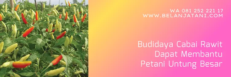cabe asmoro, bibit cabe asmoro, harga cabe asmoro hari ini, cabe asmoro 43, Belanja Tani