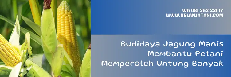 jagung manis talenta, harga bibit jagung manis talenta, harga jagung manis talenta, bibit jagung manis talenta, Belanja Tani