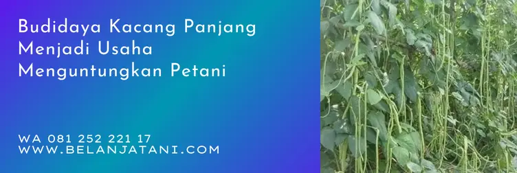bibit kacang panjang parade tavi, kacang panjang parade tavi, keunggulan kacang panjang parade tavi, bibit kacang panjang, Belanja Tani