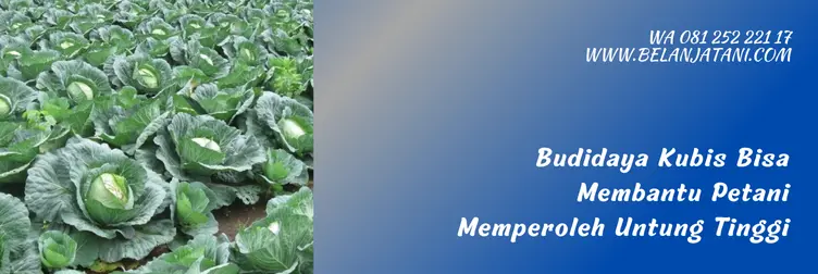 kubis green nova, bibit kubis green nova, harga bibit kubis green nova, green nova f1, Belanja Tani