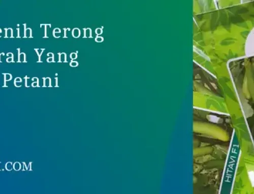 Jual Harga Benih Terong Hitavi F1 Murah Yang Jadi Andalan Petani