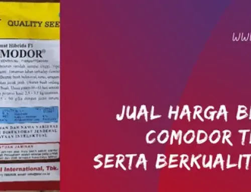 Jual Harga Benih Tomat Comodor Terjangkau Serta Berkualitas Unggul