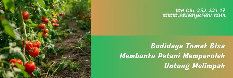 tomat comodor, bibit tomat comodor, harga tomat comodor, benih tomat terbaik, Belanja Tani