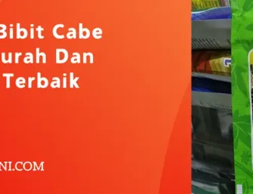 Jual Harga Bibit Cabe Gada Evo Murah Dan Berkualitas Terbaik