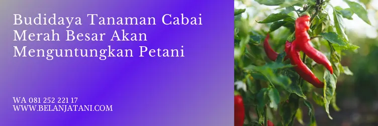 benih cabe gada evo, cabe gada evo, harga benih cabe gada evo, cabe gada, Belanja Tani