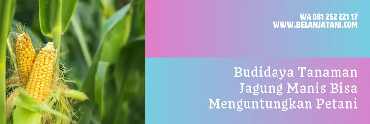 jagung manis bonanza, jagung bonanza f1, harga bibit jagung bonanza f1, jagung bonanza f1, Belanja Tani