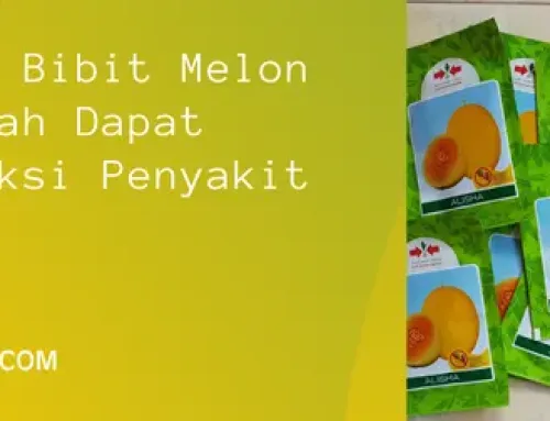 Jual Harga Bibit Melon Alisha Murah Dapat Tahan Infeksi Penyakit