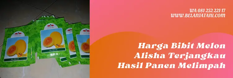 melon alisha, harga benih melon alisha, benih melon alisha, harga benih melon golden alisha, Belanja Tani