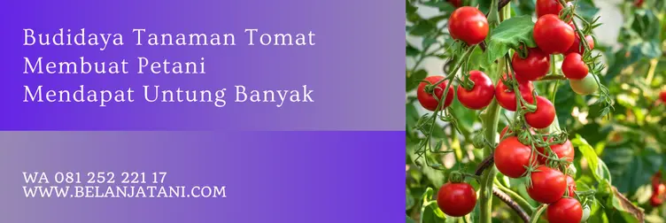 tomat marvel, benih tomat marvel, harga bibit tomat tm marvel, keunggulan tomat marvel, Belanja Tani