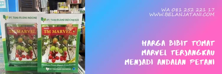 tomat marvel, benih tomat marvel, harga bibit tomat tm marvel, keunggulan tomat marvel, Belanja Tani