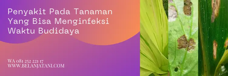 target fungisida, bahan aktif fungisida target, harga target 500 sc, fungisida target bayer, Belanja Tani