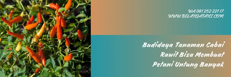 bibit cabe dewata 43 f1, harga bibit cabe dewata 43 f1, cabe dewata 43 f1, harga benih cabe rawit dewata 43 f1, Belanja Tani