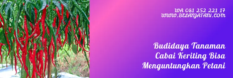 cabe sios tavi, bibit cabe sios tavi, harga bibit cabe sios tavi, sios tavi f1, Belanja Tani