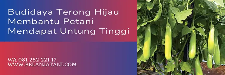 bibit terong hijau kuat, terong hijau kuat, harga bibit terong hijau kuat, bibit terong hijau, Belanja Tani