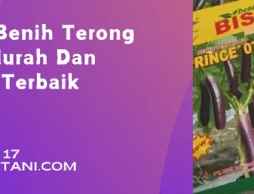 Jual Harga Benih Terong Prince 07 Murah Dan Berkualitas Terbaik