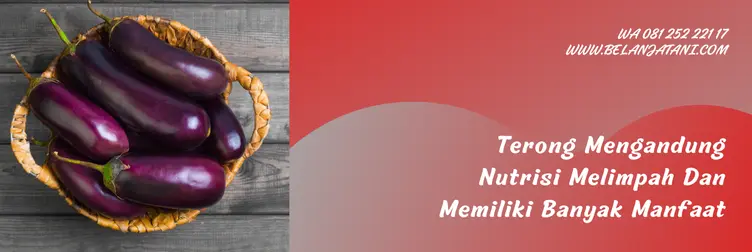 terong prince 07, bibit terong prince 07, keunggulan terong prince 07, harga benih terong, Belanja Tani