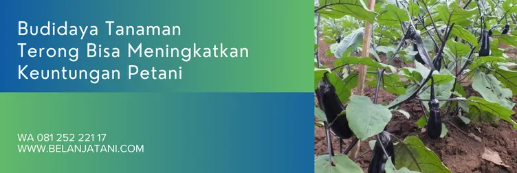 terong prince 07, bibit terong prince 07, keunggulan terong prince 07, harga benih terong, Belanja Tani